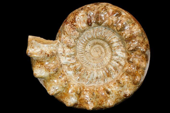Huge, Jurassic Ammonite (Kranosphinctes?) Fossil - Madagascar #175782